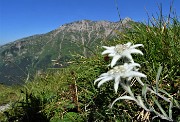 18 Stelle alpine (Leontopodium alpinum) per il Menna